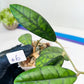 Hoya Callistophylla Short Leaves (#LB5~6) | Rare Imported Hoyas | 2.5" Pot Included