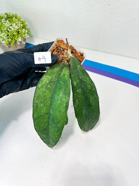 Hoya Bahoi (#LG3~5) | Rare Imported Hoyas | 2.5" pot Included