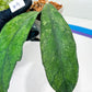 Hoya Bahoi (#LG3~5) | Rare Imported Hoyas | 2.5" pot Included