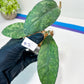 Hoya Bahoi (#LG3~5) | Rare Imported Hoyas | 2.5" pot Included