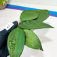 Hoya sp. Ko Chang Island (#LH8~9) | Rare Imported Hoyas | 2.5" pot Included