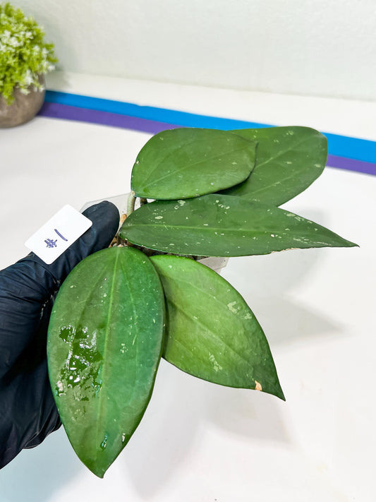 Hoya sp. Ko Chang Island (#LH8~9) | Rare Imported Hoyas | 2.5" pot Included