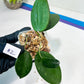 Hoya sp. Ko Chang Island (#LH8~9) | Rare Imported Hoyas | 2.5" pot Included