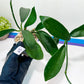 Hoya Meliflua (#LH1~5) | Rare Imported Hoyas
