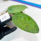 Hoya sp. IV From WMZ (#LH6~8) | Rare Imported Hoyas | 2.5" pot Included