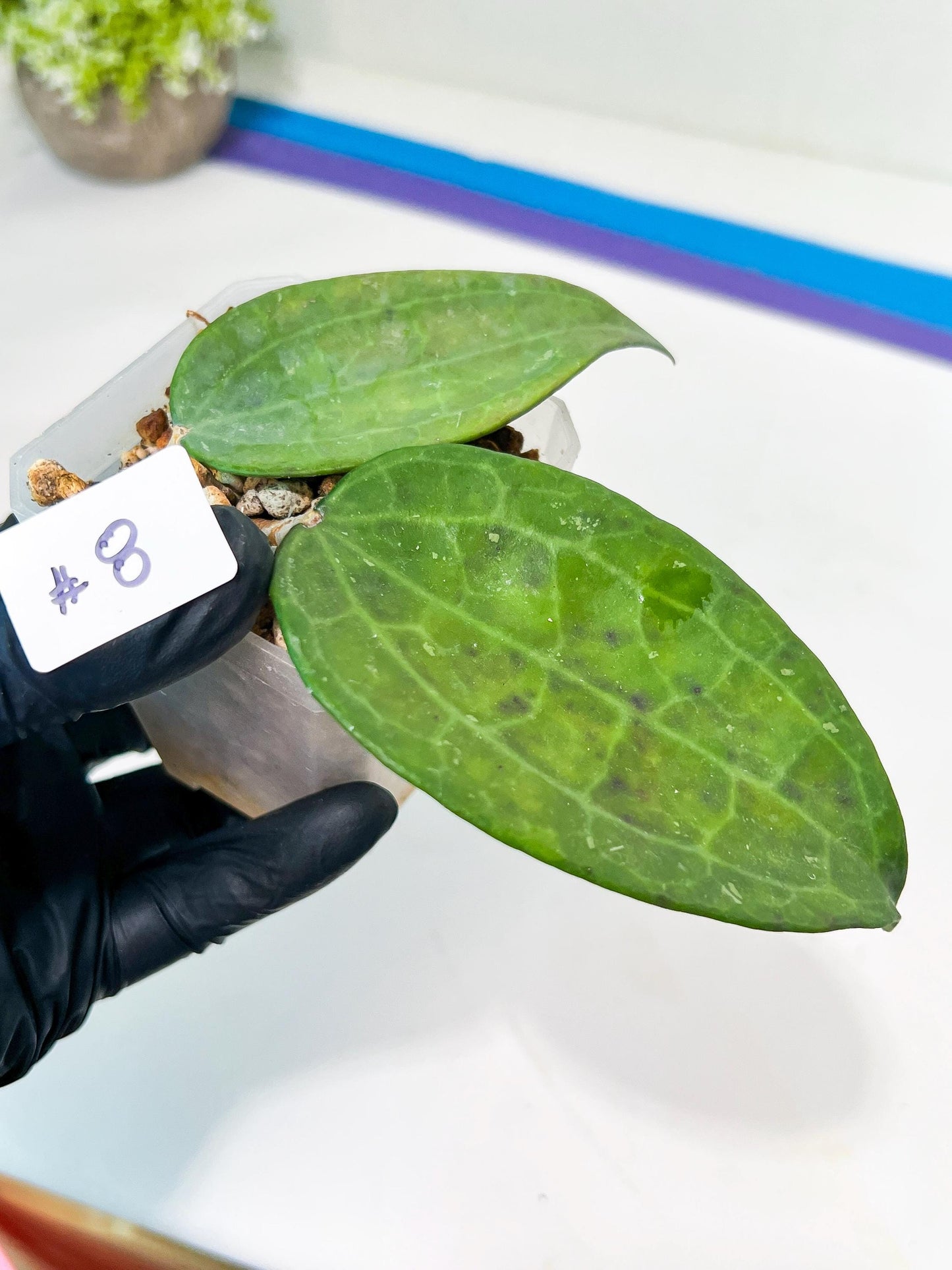 Hoya sp. IV From WMZ (#LH) | Rare Imported Hoyas