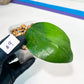 Hoya sp. IV From WMZ (#LH) | Rare Imported Hoyas