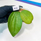 Hoya sp. IV From WMZ (#LH6~8) | Rare Imported Hoyas | 2.5" pot Included