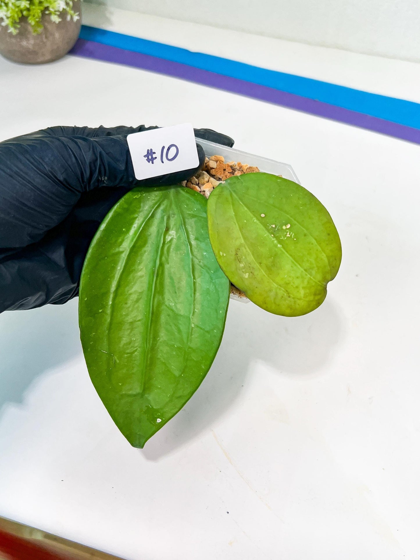 Hoya sp. IV From WMZ (#LH) | Rare Imported Hoyas