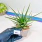 Haworthia Aura (Y7) | Impored Haworthia