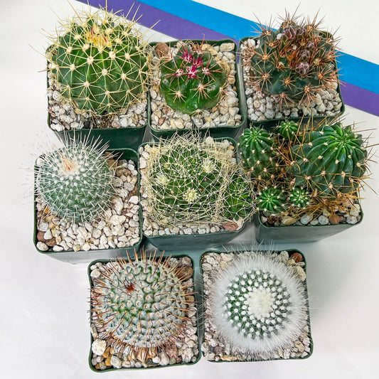 Rare Cactus Collections (C3)(1~8) | Plant names listed in descriptions | 3.5Pot