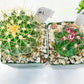 Rare Cactus Collections (C3)(1~8) | Plant names listed in descriptions | 3.5Pot