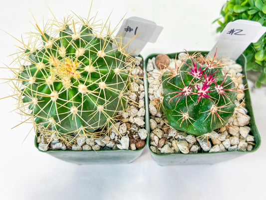 Rare Cactus Collections (C3)(1~8) | Plant names listed in descriptions | 3.5Pot
