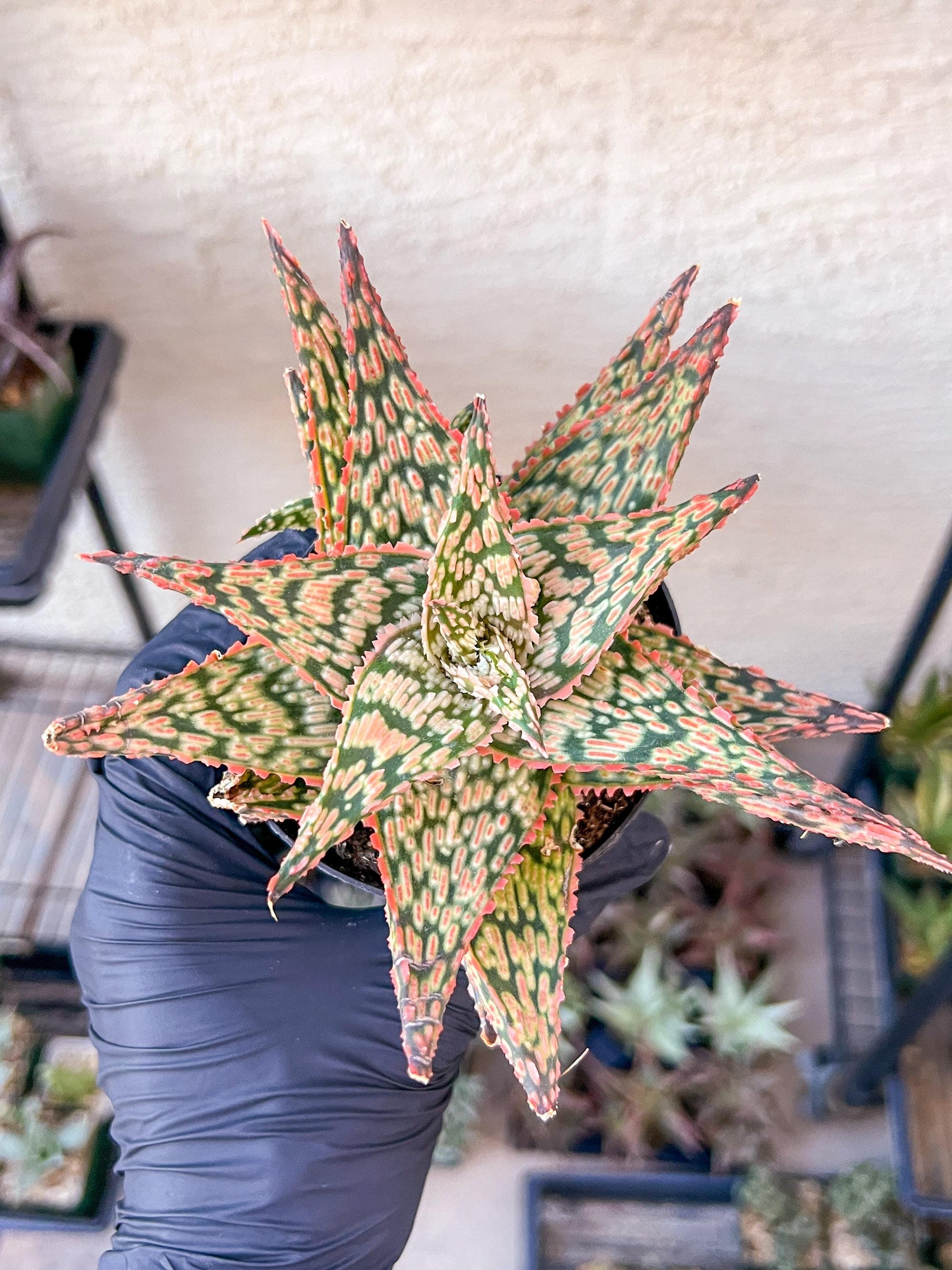Aloe Firecracker | Indoor Succulents | 3.5" Planter