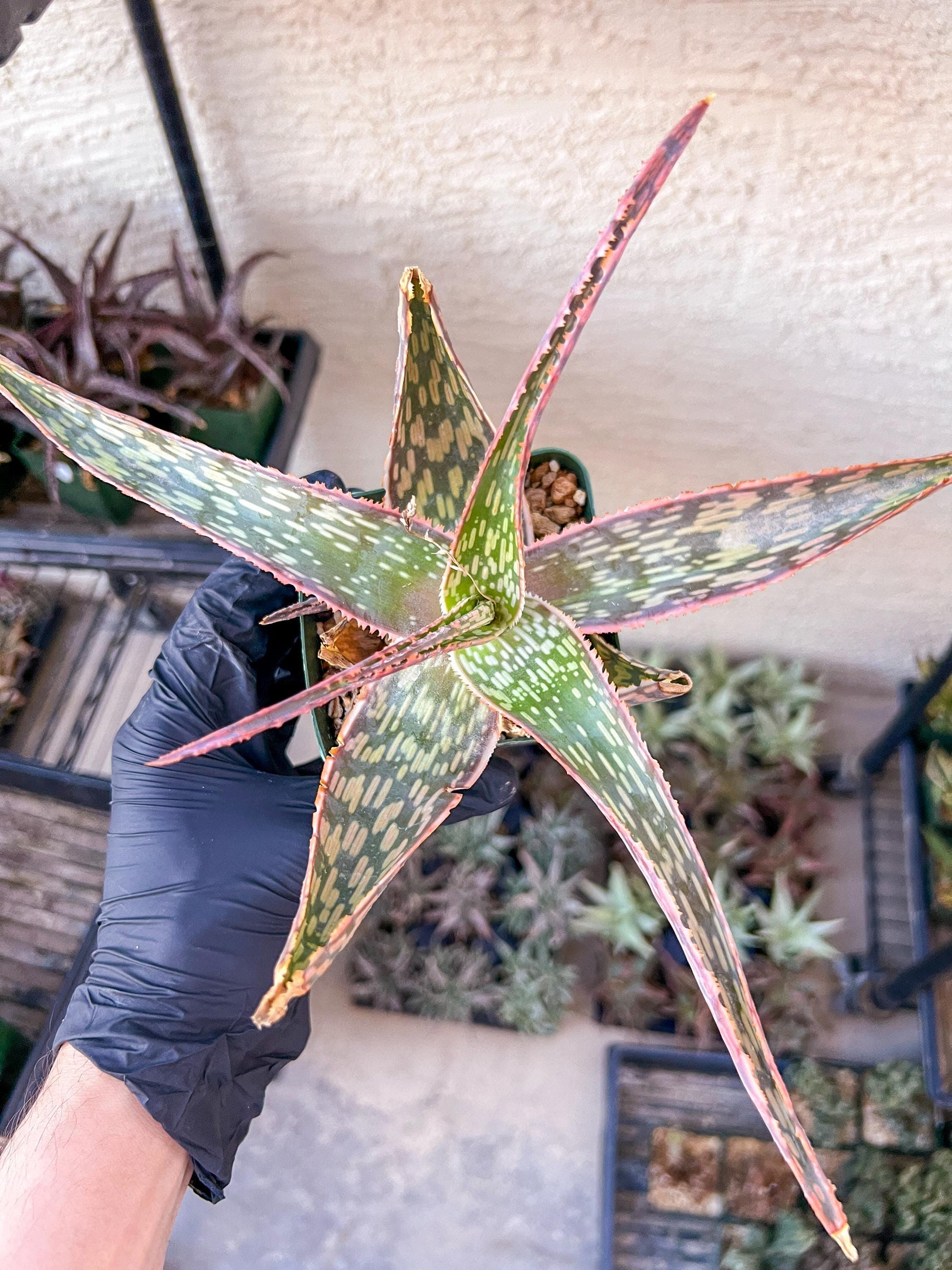 Rare - Aloe Neon Nici | Indoor Succulents | 3.5" Planter