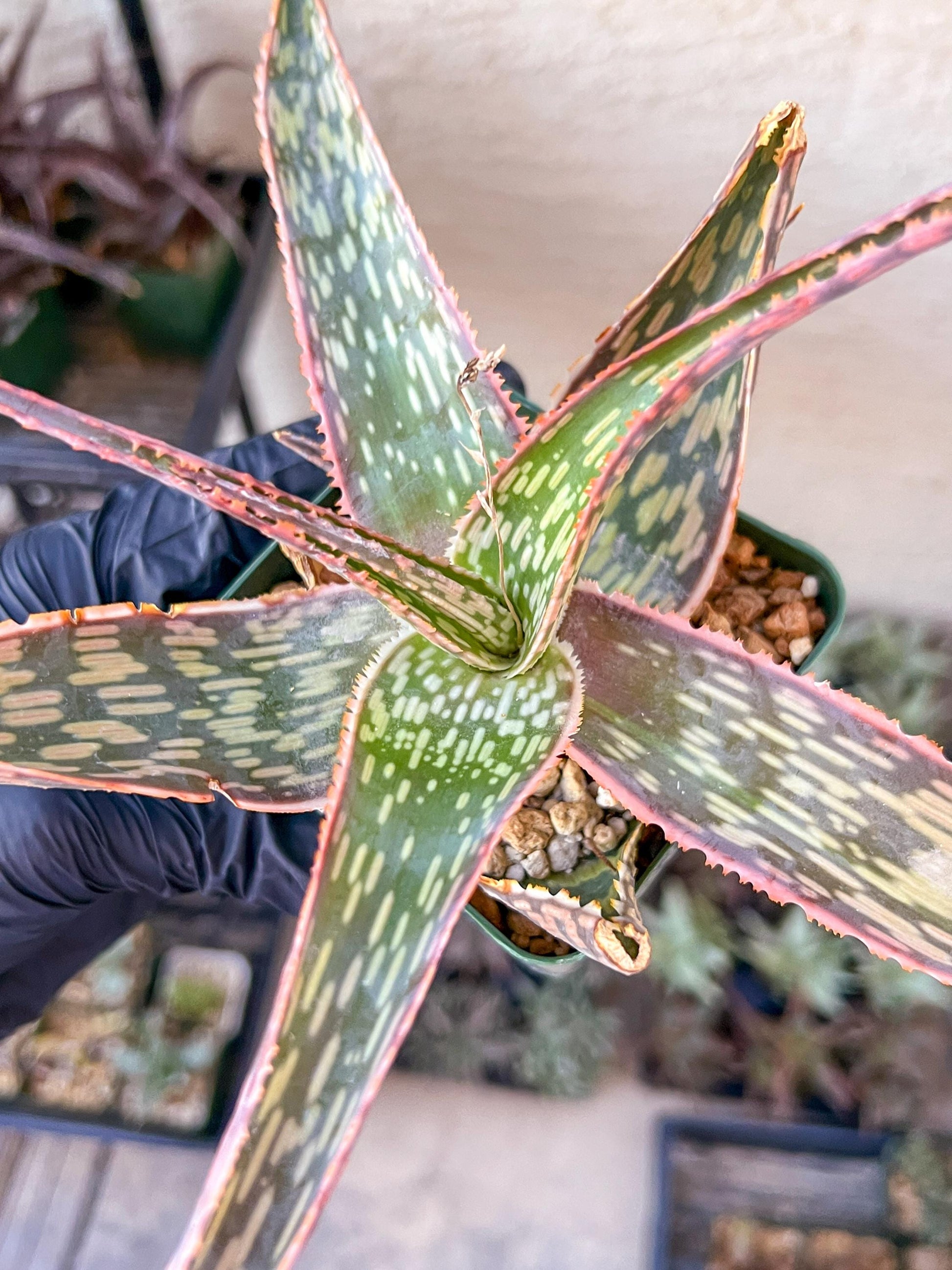 Rare - Aloe Neon Nici | Indoor Succulents | 3.5" Planter