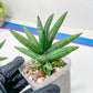 Sansevieria Argento Meloni (#AC51) | Discover a One-of-a-Kind Plant