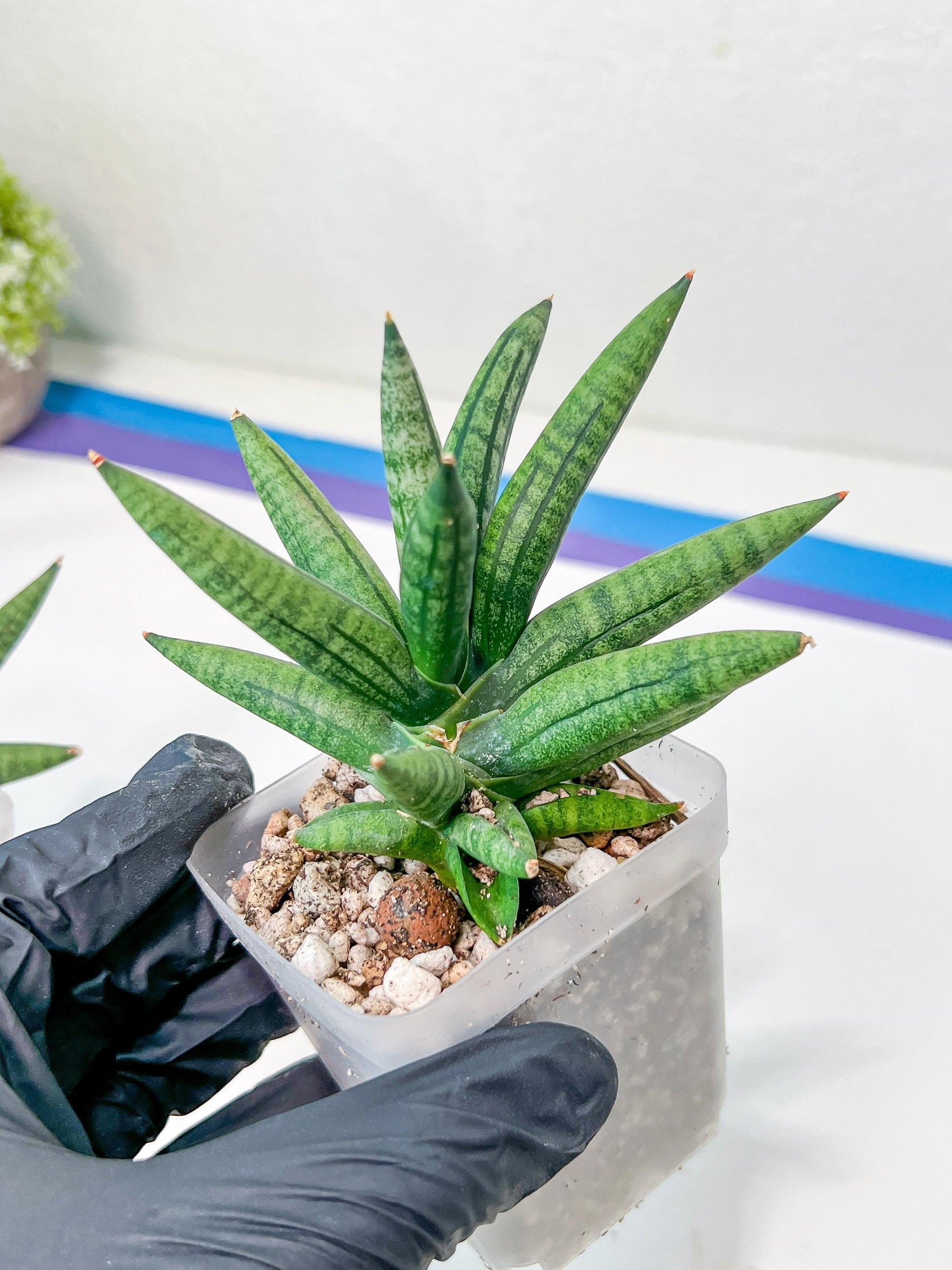 Sansevieria Argento Meloni (#AC51) | Discover a One-of-a-Kind Plant