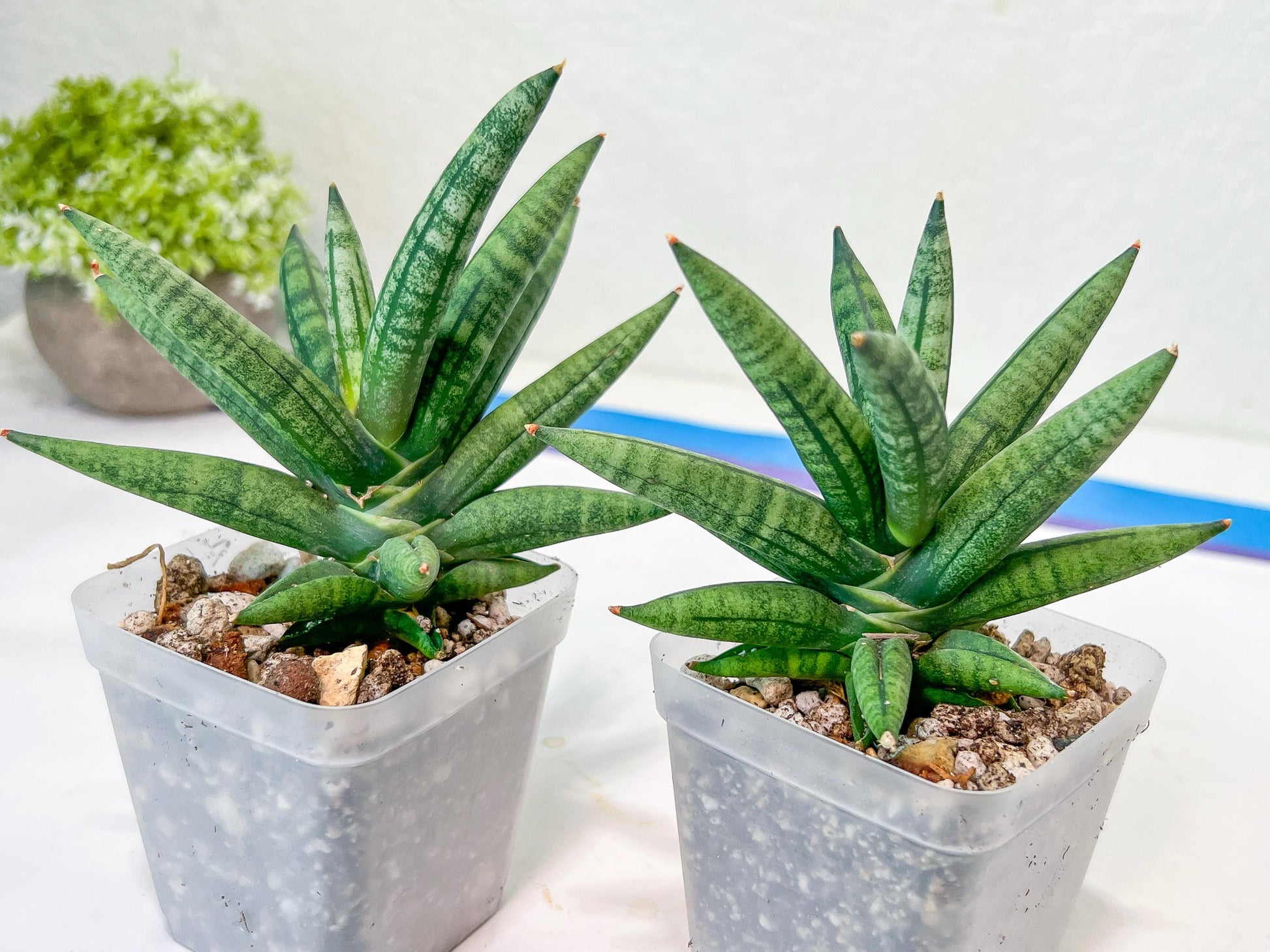 Sansevieria Argento Meloni (#AC51) | Discover a One-of-a-Kind Plant