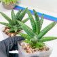 Sansevieria Argento Meloni (#AC51) | Discover a One-of-a-Kind Plant