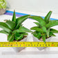 Sansevieria Hybrid Maya (AC55) | Sri katon' x pinguicula