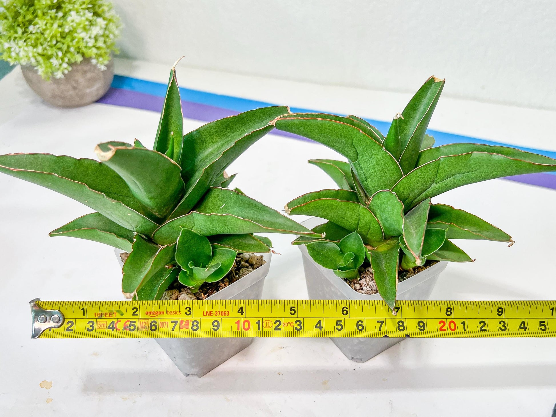 Sansevieria Hybrid Maya (AC55) | Sri katon' x pinguicula
