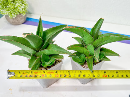 Sansevieria Hybrid Maya (AC55) | Sri katon' x pinguicula