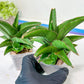 Sansevieria Hybrid Maya (AC55) | Sri katon' x pinguicula