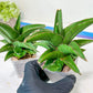 Sansevieria Hybrid Maya (AC55) | Sri katon' x pinguicula