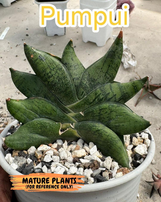 sansevieria Pum Pui (AC60) | Rare Snake Plant