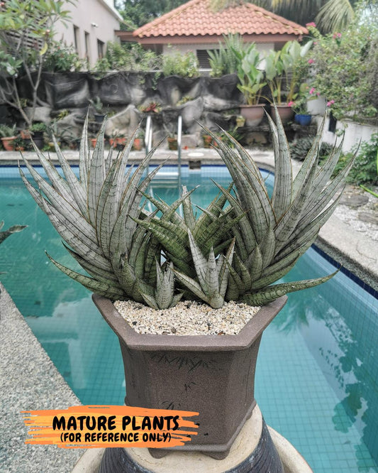 sansevieria Sweet Celery (AC62) | Rare Snake Plant