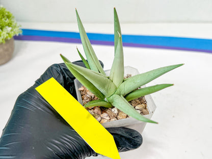 Sansevieria Migaloo (#A6) | Imported Plants | Rare Hybrid Species