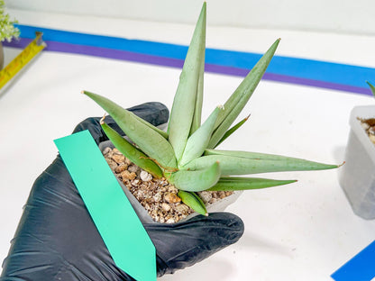 Sansevieria Migaloo (#A6) | Imported Plants | Rare Hybrid Species