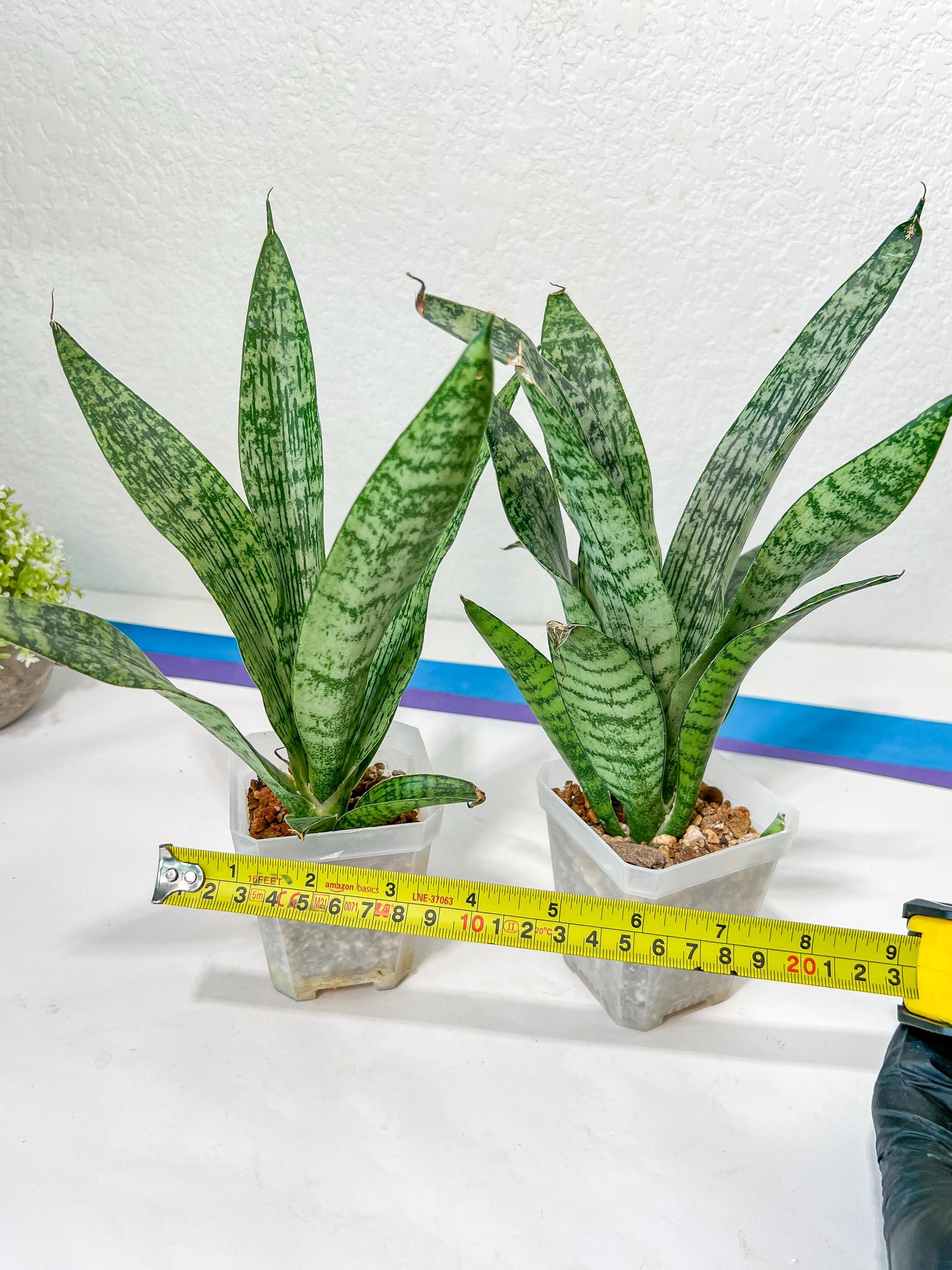 Sansevieria Hybrid Everest | Hybrid Cleopatra