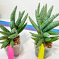 Sansevieria Argento Meloni (#A2) | Pick Your Own Rare Plants