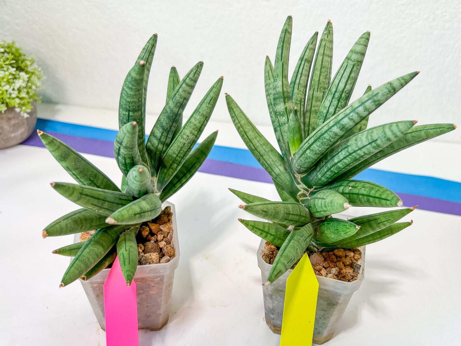 Sansevieria Argento Meloni (#A2) | Pick Your Own Rare Plants