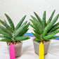 Sansevieria Argento Meloni (#A2) | Pick Your Own Rare Plants