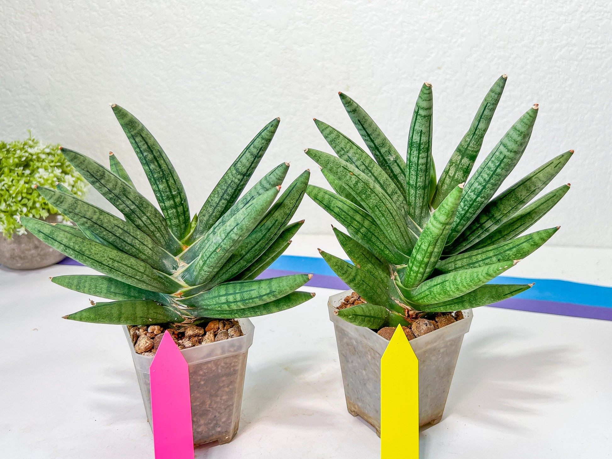 Sansevieria Argento Meloni (#A2) | Pick Your Own Rare Plants