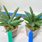 Sansevieria Argento Meloni (#A2) | Pick Your Own Rare Plants