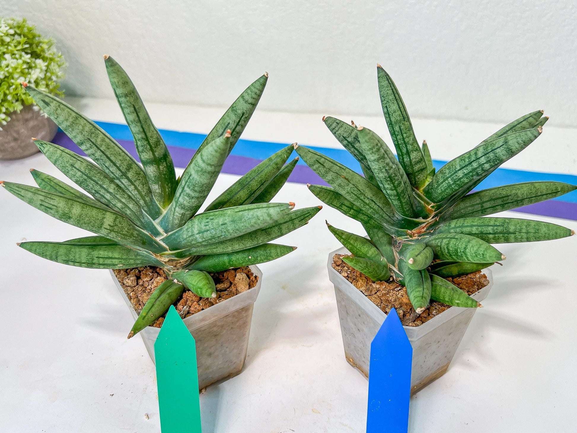 Sansevieria Argento Meloni (#A2) | Pick Your Own Rare Plants