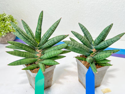 Sansevieria Argento Meloni (#A2) | Imported Plants | Rare Hybrid Species