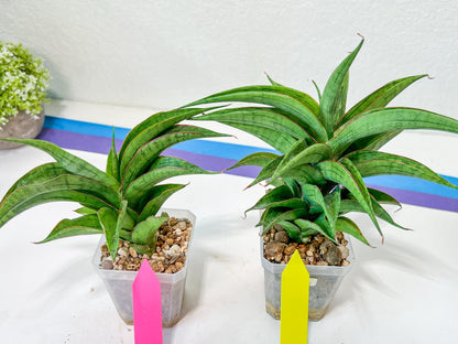 Sansevieria Zeleno Caj (#A2) | Imported Plants | Rare Hybrid Species
