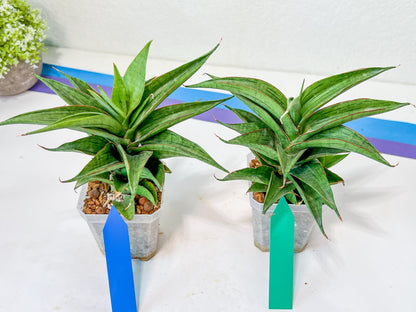 Sansevieria Zeleno Caj (#A2) | Imported Plants | Rare Hybrid Species