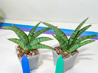 Sansevieria Sadayu (#A2) | Unearth a Unique and Uncommon Plant