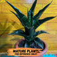 Sansevieria Mbois (H30) | Imported Snake Plant