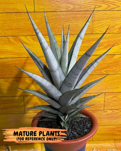 Sansevieria Kagawa (H16) | Let a unique plant bring peace to your space
