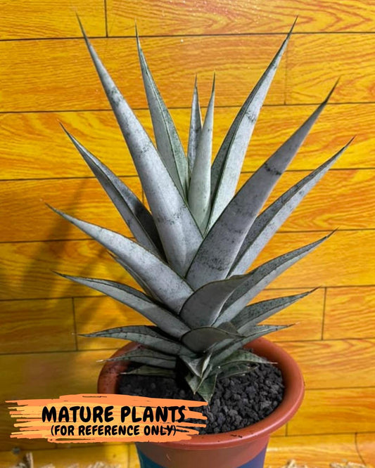 Sansevieria!!!!! Kagawa (Ha3) (3) | Rare Hybrid