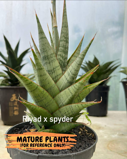 Sansevieria Riyad x spyder (H26) | Imported Plants | Rare Hybrid Species