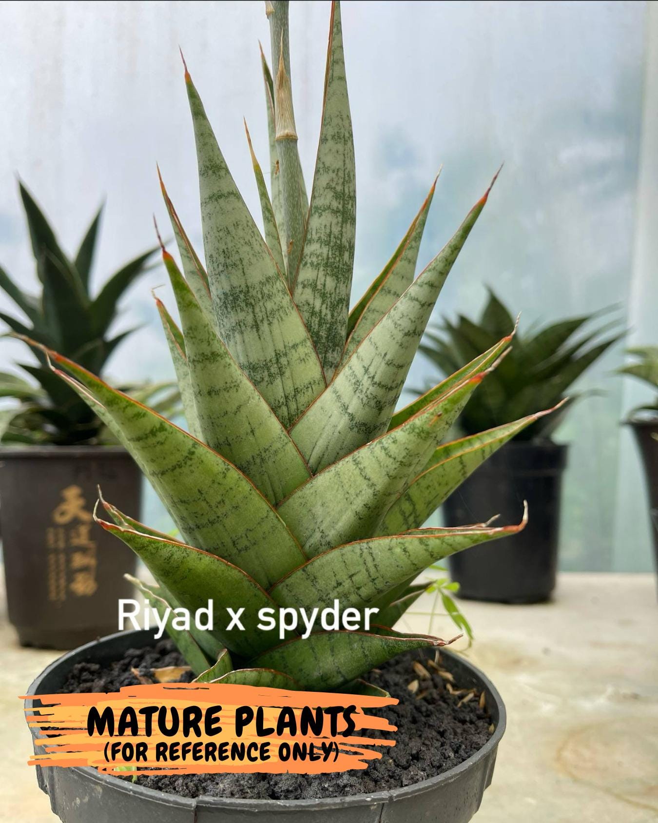 Sansevieria Riyad x spyder (Ha26) (b) | Rare Hybrid Species