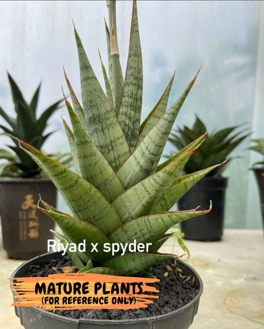 Sansevieria Riyad x spyder (Ha26) (b) | Rare Hybrid Species